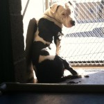 Cyrus being cared for by Medical Animals In Need