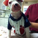 Toby!!!!!!! Feeling a bit better & ready for the Big Leagues!! He'll be going to his foster home for the remainder of his recovery....thank you to EVERYONE who help him ♥