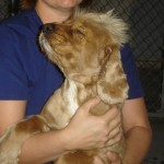 Magoo, a blind Cocker Spaniel