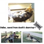 Dallas