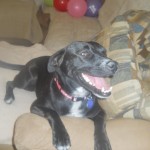 Ebony's furever home