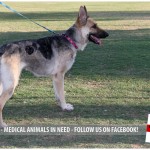 Dallas, German Shepherd