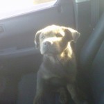 Kloe on the way to her new foster's home