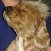 Magoo