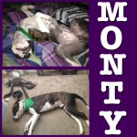 Monty, living large