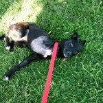 Olive on a walk