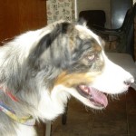 Ozzie