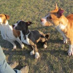Pearl, Molly & Skye