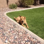 Reilly at home