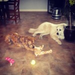 Reilly has Mange