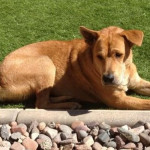 Reilly sunbathing
