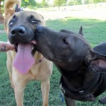 Riley & Java