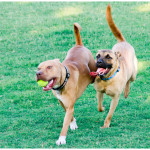 Riley & Lucky