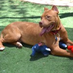 Romeo at AAWL