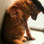Rosie, a Chow mix with Demodectic Mange