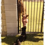 Sol's new sibling is a horse!