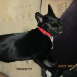 Violet, crashed out!