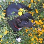 Violet hiding!