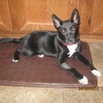 Violet in foster!