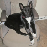Violet says this is her chair!