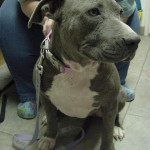 Beautiful Bleu