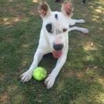 Bunny and her ball