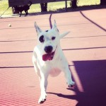 Hopping like a Bunny!