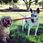 Bunny and pal, Magoo