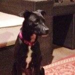 Ebony