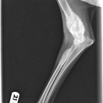 flaco0002 lat r elbow