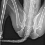 flaco0003 vd pelvis