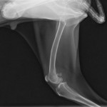 flaco0004 lat pelvis rr