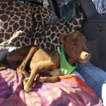 flaco in the van
