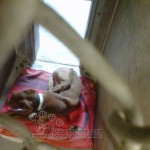 Flaco, a severely emmaciated Pit mix - Our next kid coming into care...this is Flaco & in addition to being extremely emaciated, he is non-weight bearing on his back leg!! He desperately needs our help! Please share him ♥ Thank you!
