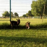 Dog park fun
