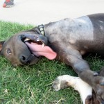 Silly boy