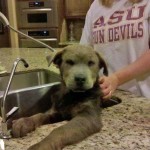 Bath time in foster