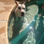 Bunny in the pool