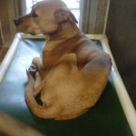 Lady, a 7 year old Shepherd Mix on the euthanasia list for Deterioration.