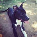 Kassy (Dog Walker Extraordinaire) says: Meg is my favorite- She is so playful, but if you call her she comes right to you...
