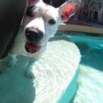 Bunny in the pool