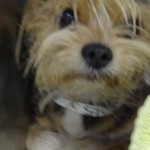 Atticus
