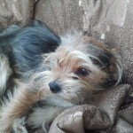 Atticus - here we go! we already got waggin tails...yeah!