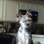 this is his favorite spot on the back of the chair looking out the back door into the backyard...love those ears♥