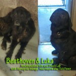Beethoven & Luka