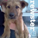 Brewster