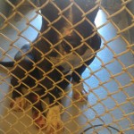 Buster at county
