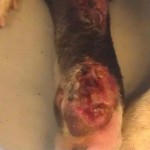 Buster's infected leg