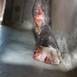 Buster, a 7 month old Pit Bull Mix with an aggressive infection in his legs (3)