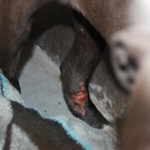 Buster, a 7 month old Pit Bull Mix with an aggressive infection in his legs (6)